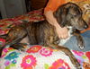 Tristan - ADOPTED 04.01.14