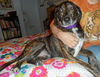 Tristan - ADOPTED 04.01.14