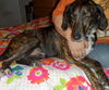 Tristan - ADOPTED 04.01.14