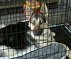 Izabelle - ADOPTED 02.04.14