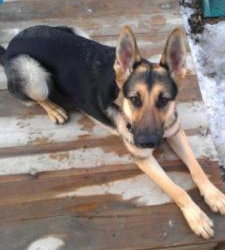 Izabelle - ADOPTED 02.04.14