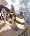 Izabelle - ADOPTED 02.04.14