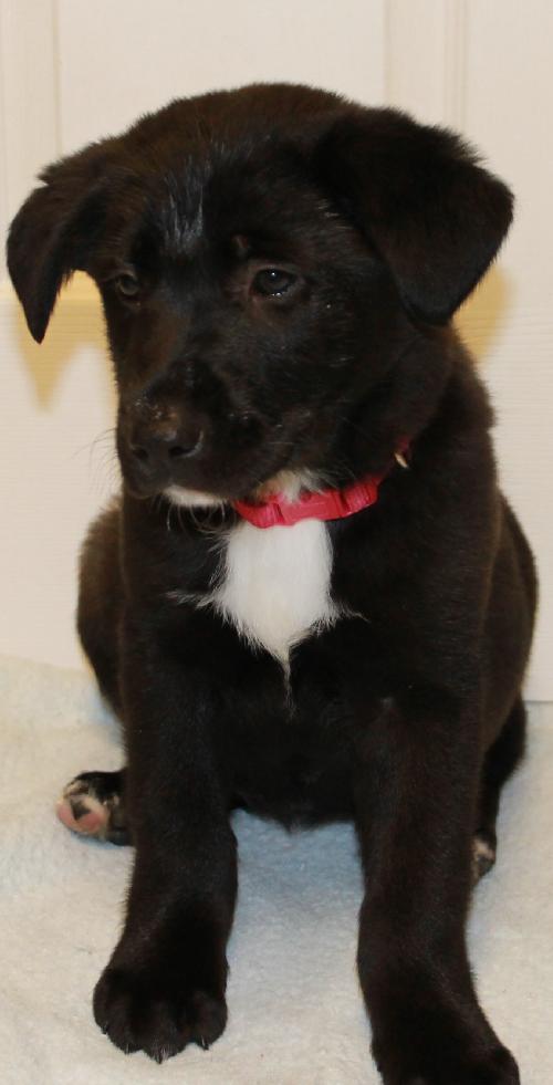 Bk Litter Jenny - ADOPTED 02.13.14