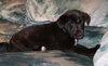 Bk Litter Jenny - ADOPTED 02.13.14
