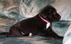 Bk Litter Jenny - ADOPTED 02.13.14