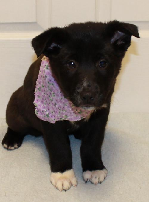 Bk Litter Josey - ADOPTED 02.19.14