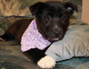 Bk Litter Josey - ADOPTED 02.19.14