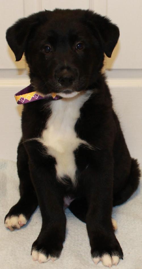 Bk Litter Jacobi - ADOPTED 03.01.14