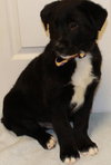 Bk Litter Jacobi - ADOPTED 03.01.14