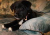 Bk Litter Jacobi - ADOPTED 03.01.14