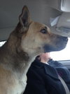 Miles - ADOPTED 05.07.14