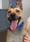 Miles - ADOPTED 05.07.14