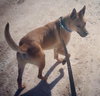 Miles - ADOPTED 05.07.14