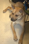 Miles - ADOPTED 05.07.14