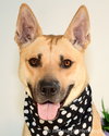 Miles - ADOPTED 05.07.14