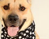 Miles - ADOPTED 05.07.14