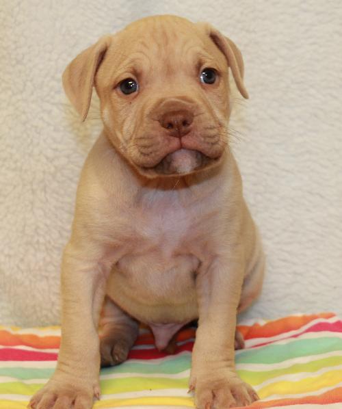 Dk Litter Benji - ADOPTED 02.22.14
