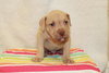 Dk Litter Benji - ADOPTED 02.22.14