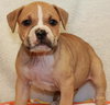 Dk Litter Bobbie Jo - ADOPTED 12.31.14