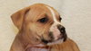 Dk Litter Bobbie Jo - ADOPTED 12.31.14