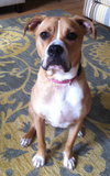 Dk Litter Bobbie Jo - ADOPTED 12.31.14