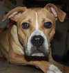 Dk Litter Bobbie Jo - ADOPTED 12.31.14