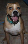 Dk Litter Bobbie Jo - ADOPTED 12.31.14