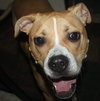 Dk Litter Bobbie Jo - ADOPTED 12.31.14