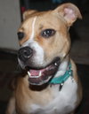 Dk Litter Bobbie Jo - ADOPTED 12.31.14