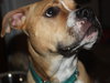 Dk Litter Bobbie Jo - ADOPTED 12.31.14