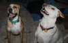 Dk Litter Bobbie Jo - ADOPTED 12.31.14