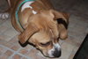 Dk Litter Bobbie Jo - ADOPTED 12.31.14