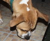 Dk Litter Bobbie Jo - ADOPTED 12.31.14