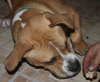 Dk Litter Bobbie Jo - ADOPTED 12.31.14