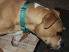 Dk Litter Bobbie Jo - ADOPTED 12.31.14