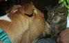 Dk Litter Bobbie Jo - ADOPTED 12.31.14