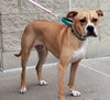 Dk Litter Bobbie Jo - ADOPTED 12.31.14