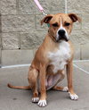 Dk Litter Bobbie Jo - ADOPTED 12.31.14
