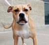 Dk Litter Bobbie Jo - ADOPTED 12.31.14