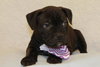 Dk Litter Bess - ADOPTED 03.05.14