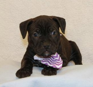 Dk Litter Bess - ADOPTED 03.05.14