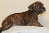 Dk Litter Bonnie - ADOPTED 03.09.14