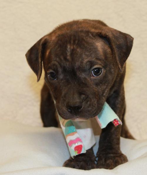Dk Litter Bonnie - ADOPTED 03.09.14