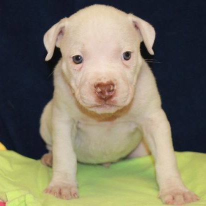 Dk Litter Blake - ADOPTED 03.19.14