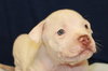 Dk Litter Blake - ADOPTED 03.19.14