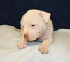 Dk Litter Blake - ADOPTED 03.19.14