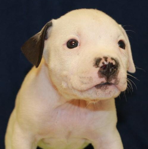 Dk Litter Baldwin - ADOPTED 03.05.14