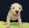 Dk Litter Baldwin - ADOPTED 03.05.14