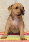 Dk Litter Beth - ADOPTED 03.19.14