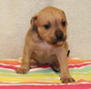 Dk Litter Beth - ADOPTED 03.19.14